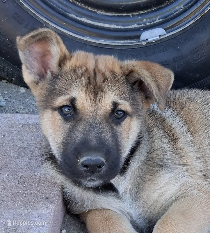 Rocky – Belgian Malinois, German Shepherd Dog puppy for sale in Palmdale, CA