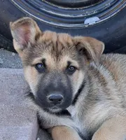 Rocky, a male Belgian Malinois and German Shepherd Dog for sale in Palmdale, CA – 1 of 6