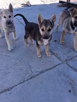 Bella, a female Belgian Malinois and German Shepherd Dog for sale in Palmdale, CA – 5 of 7