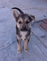 Bambi, a female Belgian Malinois and German Shepherd Dog for sale in Palmdale, CA – 2 of 7