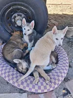 Sandy, a female German Shepherd Dog for sale in Palmdale, CA – 2 of 3