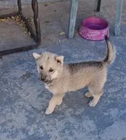 Friendly , a male Belgian Malinois and German Shepherd Dog for sale in Palmdale, CA – 3 of 6
