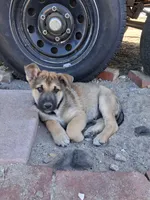 Rocky, a male Belgian Malinois and German Shepherd Dog for sale in Palmdale, CA – 2 of 6