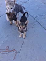 Bella, a female Belgian Malinois and German Shepherd Dog for sale in Palmdale, CA – 2 of 7