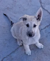 Friendly , a male German Shepherd Dog for sale in Palmdale, CA – 3 of 8