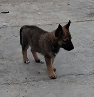 Thor, a male Belgian Malinois and German Shepherd Dog for sale in Palmdale, CA – 2 of 7