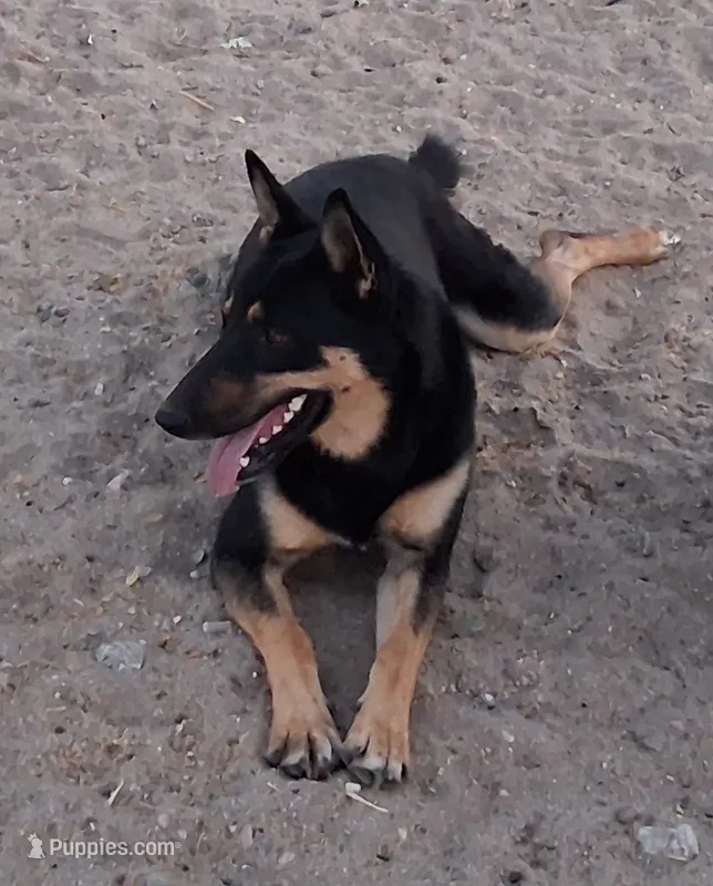 Zula – German Shepherd Dog, Siberian Husky puppy for sale in Palmdale, CA