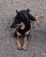 Zula with the Blue Eye, a female German Shepherd Dog and Siberian Husky for sale in Palmdale, CA – 2 of 6