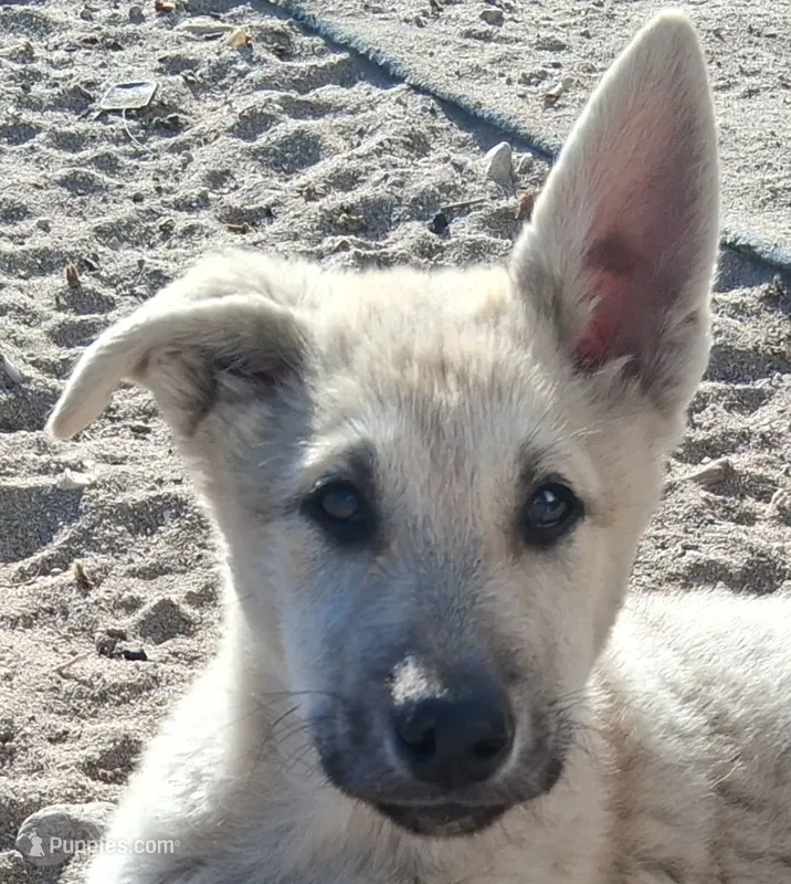 Friendly  – German Shepherd Dog puppy for sale in Palmdale, CA