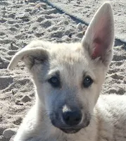 Friendly , a male German Shepherd Dog for sale in Palmdale, CA – 1 of 8