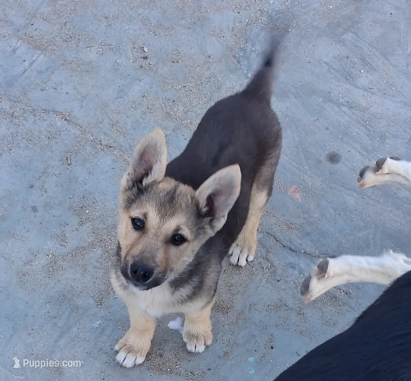 Bella – German Shepherd Dog, Siberian Husky puppy for sale in Palmdale, CA