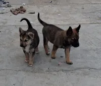 Thor, a male Belgian Malinois and German Shepherd Dog for sale in Palmdale, CA – 3 of 7