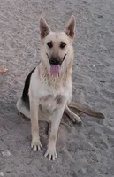 Thor, a male Belgian Malinois and German Shepherd Dog for sale in Palmdale, CA – 6 of 7