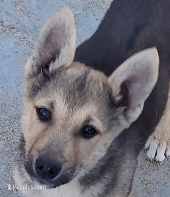Bella – German Shepherd Dog puppy for sale in Palmdale, CA