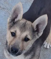 Bella, a female German Shepherd Dog for sale in Palmdale, CA – 1 of 8