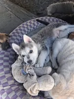 Zeus, a female German Shepherd Dog and Siberian Husky for sale in Palmdale, CA – 4 of 6