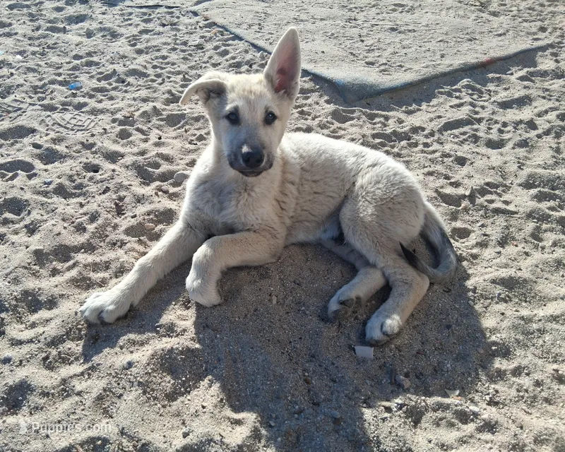 Friendly  – German Shepherd Dog, Siberian Husky puppy for sale in Palmdale, CA