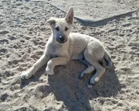 Friendly , a male German Shepherd Dog for sale in Palmdale, CA – 2 of 8