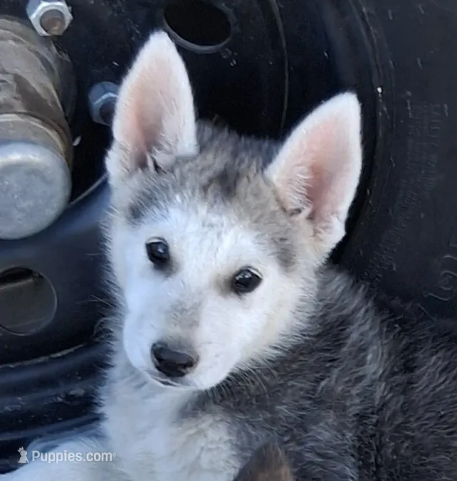 Zeus – German Shepherd Dog, Siberian Husky puppy for sale in Palmdale, CA