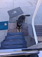 Zula with the Blue Eye, a female German Shepherd Dog and Siberian Husky for sale in Palmdale, CA – 3 of 6
