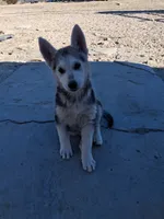Zeus, a male German Shepherd Dog for sale in Palmdale, CA – 6 of 8