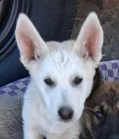 Sandy, a female German Shepherd Dog for sale in Palmdale, CA – 1 of 3
