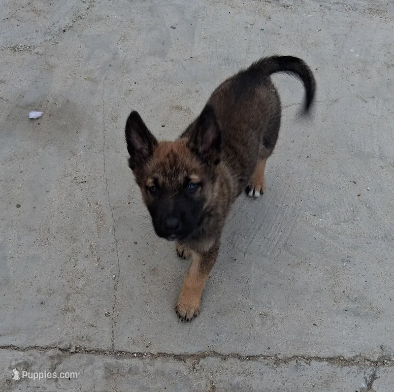 Thor – Belgian Malinois, German Shepherd Dog puppy for sale in Palmdale, CA