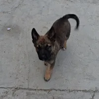 Thor, a male Belgian Malinois and German Shepherd Dog for sale in Palmdale, CA – 1 of 7