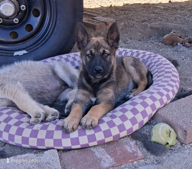 Thor – Belgian Malinois, German Shepherd Dog puppy for sale in Palmdale, CA