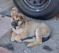 Rocky, a male Belgian Malinois and German Shepherd Dog for sale in Palmdale, CA – 3 of 6