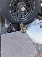 Bambi, a female Belgian Malinois and German Shepherd Dog for sale in Palmdale, CA – 5 of 7