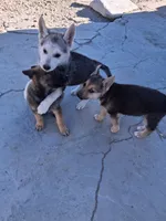 Zeus, a male German Shepherd Dog for sale in Palmdale, CA – 7 of 8