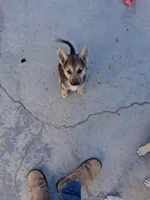 Bella, a female Belgian Malinois and German Shepherd Dog for sale in Palmdale, CA – 3 of 7