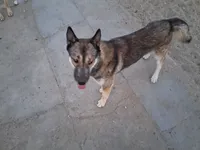 Zeus, a female German Shepherd Dog and Siberian Husky for sale in Palmdale, CA – 5 of 6