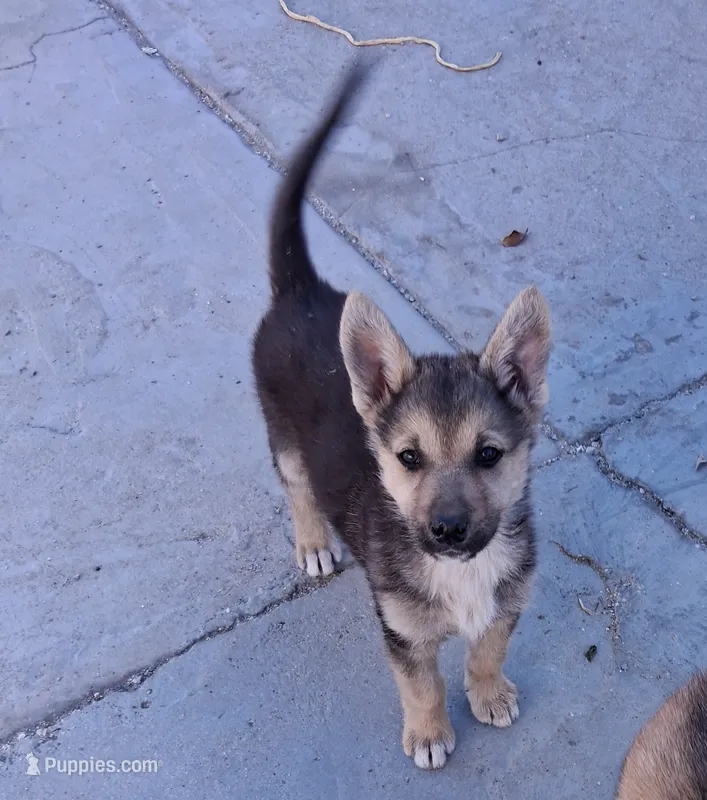Bella – Belgian Malinois, German Shepherd Dog puppy for sale in Palmdale, CA