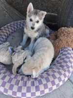 Zeus, a female German Shepherd Dog and Siberian Husky for sale in Palmdale, CA – 2 of 6