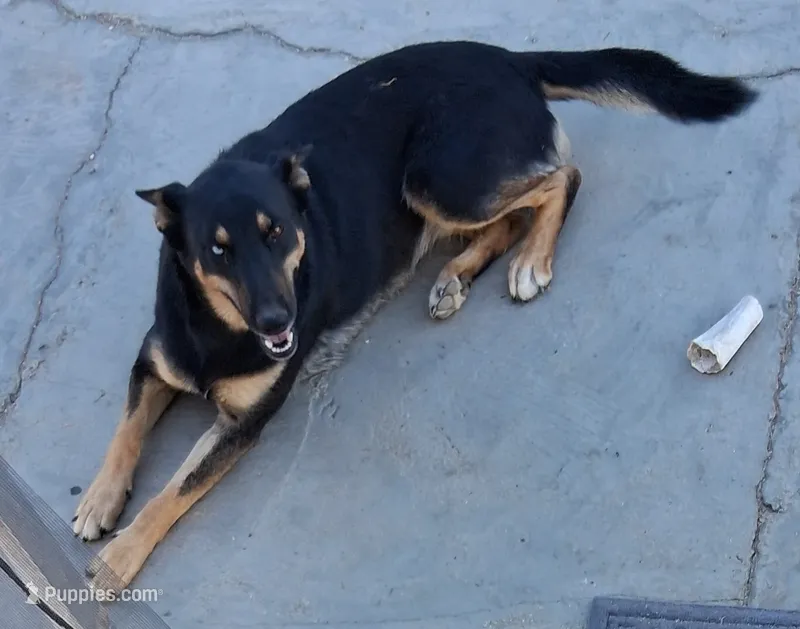 Zula with the Blue Eye – German Shepherd Dog, Siberian Husky puppy for sale in Palmdale, CA