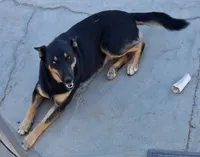 Zula with the Blue Eye, a female German Shepherd Dog and Siberian Husky for sale in Palmdale, CA – 1 of 6