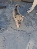 Friendly , a male Belgian Malinois and German Shepherd Dog for sale in Palmdale, CA – 4 of 6