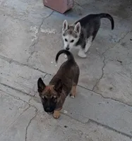 Thor, a male Belgian Malinois and German Shepherd Dog for sale in Palmdale, CA – 4 of 7