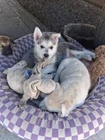 Zeus, a female German Shepherd Dog and Siberian Husky for sale in Palmdale, CA – 3 of 6