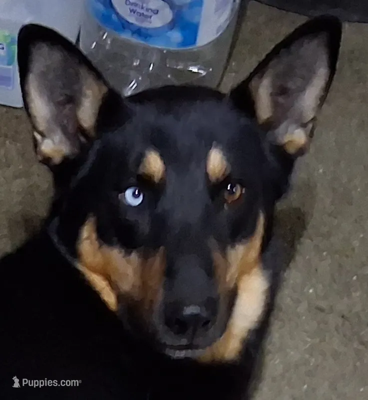 Zula – German Shepherd Dog, Siberian Husky puppy for sale in Palmdale, CA