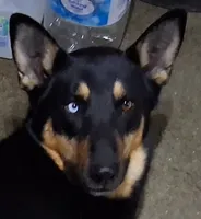 Zula, a female German Shepherd Dog for sale in Palmdale, CA – 1 of 7