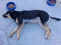 Zula with the Blue Eye, a female German Shepherd Dog and Siberian Husky for sale in Palmdale, CA – 5 of 6
