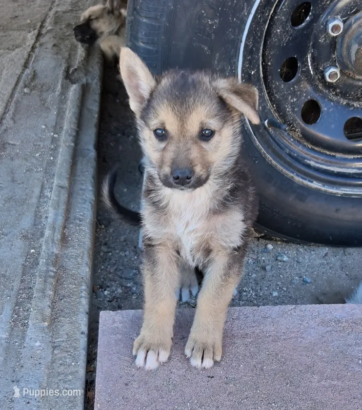 Bambi – Belgian Malinois, German Shepherd Dog puppy for sale in Palmdale, CA