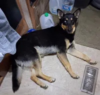 Zula with the Blue Eye, a female German Shepherd Dog and Siberian Husky for sale in Palmdale, CA – 4 of 6