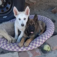 Sandy, a female German Shepherd Dog for sale in Palmdale, CA – 3 of 3