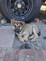 Rocky, a male Belgian Malinois and German Shepherd Dog for sale in Palmdale, CA – 4 of 6