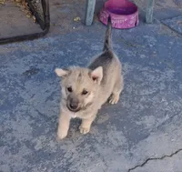 Friendly , a male Belgian Malinois and German Shepherd Dog for sale in Palmdale, CA – 2 of 6