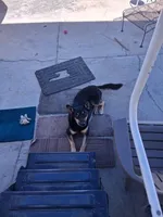 Zula with the Blue Eye, a female German Shepherd Dog and Siberian Husky for sale in Palmdale, CA – 6 of 6